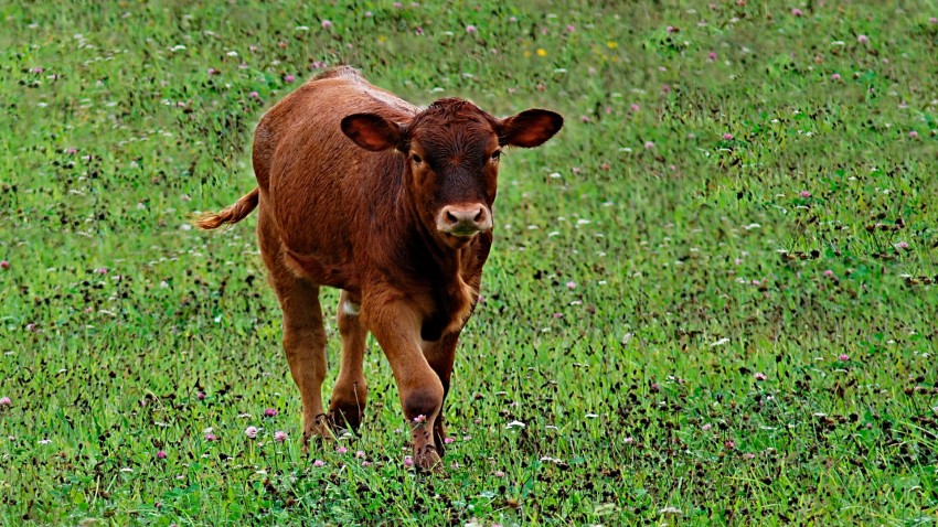 La ayuda excepcional de la Unión Europea + la PAC 2017