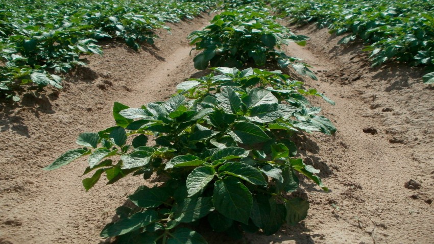 La polilla guatemalteca de la patata