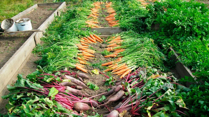 Las industrias agroalimentarias invertirán 128 millones en el campo gallego