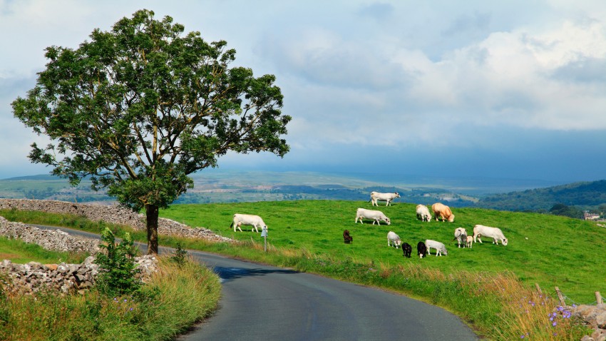 Explotaciones lecheras de Lugo se benefician de las ayudas del IGAPE