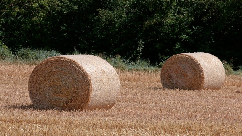 El secreto para la rentabilidad de una ganadería es el buen manejo
