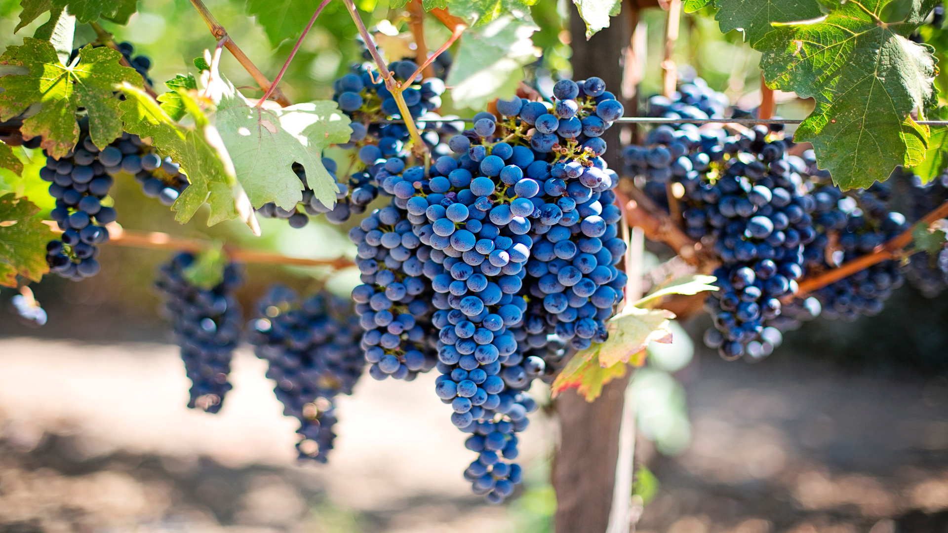 Jornada sobre Prevención de riesgos laborales en el sector vitivinícola