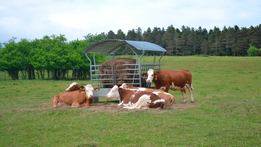 Un ahorro de 0,5 euros en la ración de una vaca si el ensilado es bueno