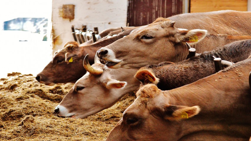 Un millar de granjas gallegas menos