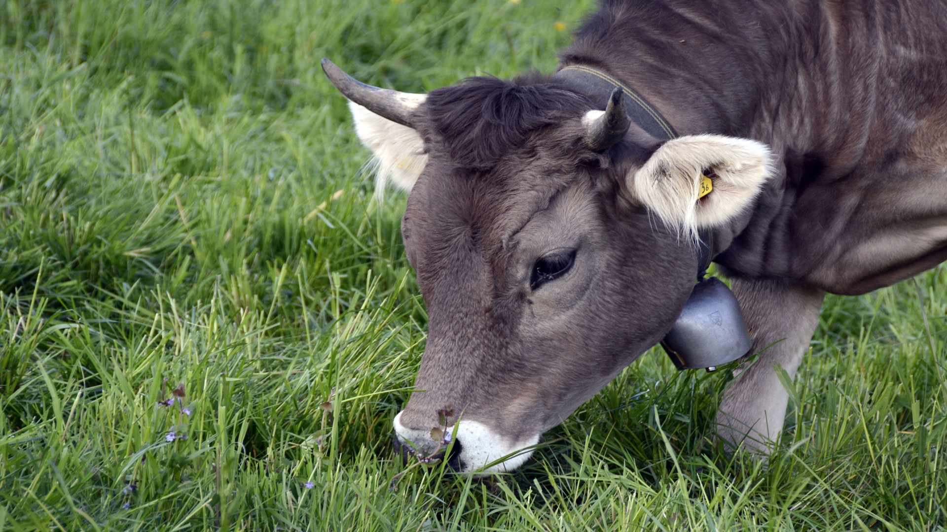 Los ganaderos gallegos podrán vender directamente carne y leche al consumidor