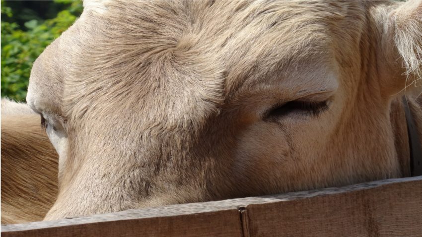 En Silleda se pagaron 4.892€ por un buey