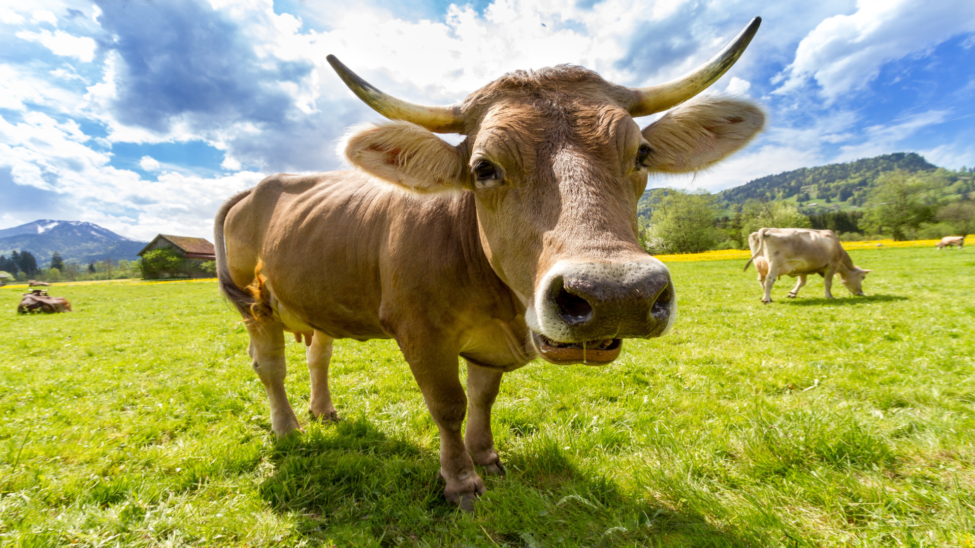 Los científicos recurren a la ingeniería genética para reducir las ventosidades y flatulencias de las vacas