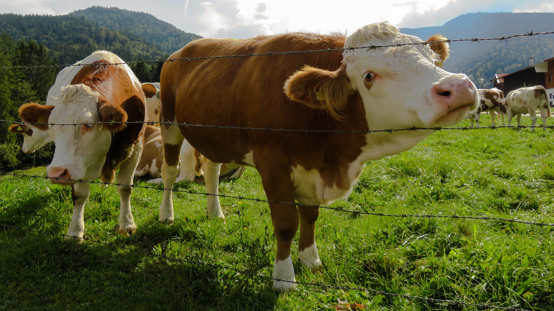 Si una vaca cruza un monte público asturiano será sancionada con más del triple que si un conductor se salta 2 veces un semáforo en rojo
