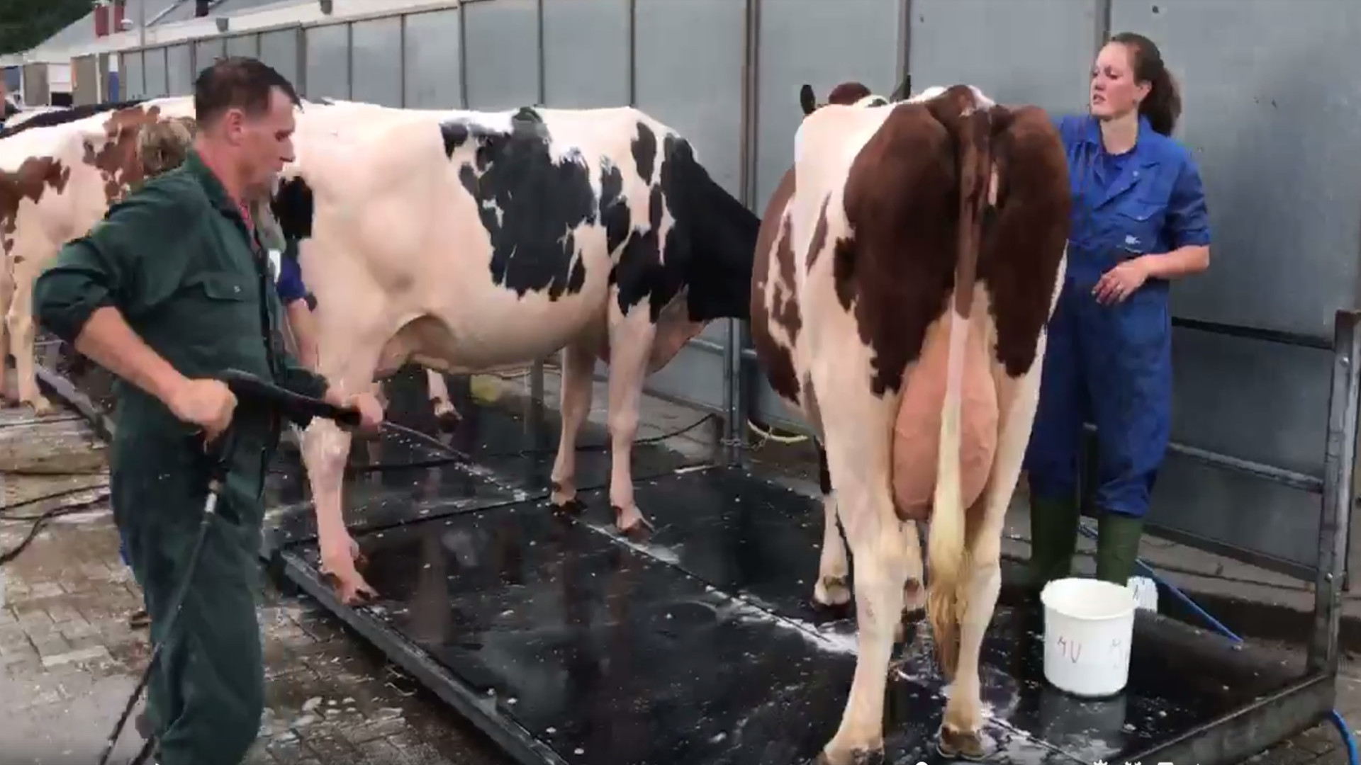 a las vacas les gusta bañarse.