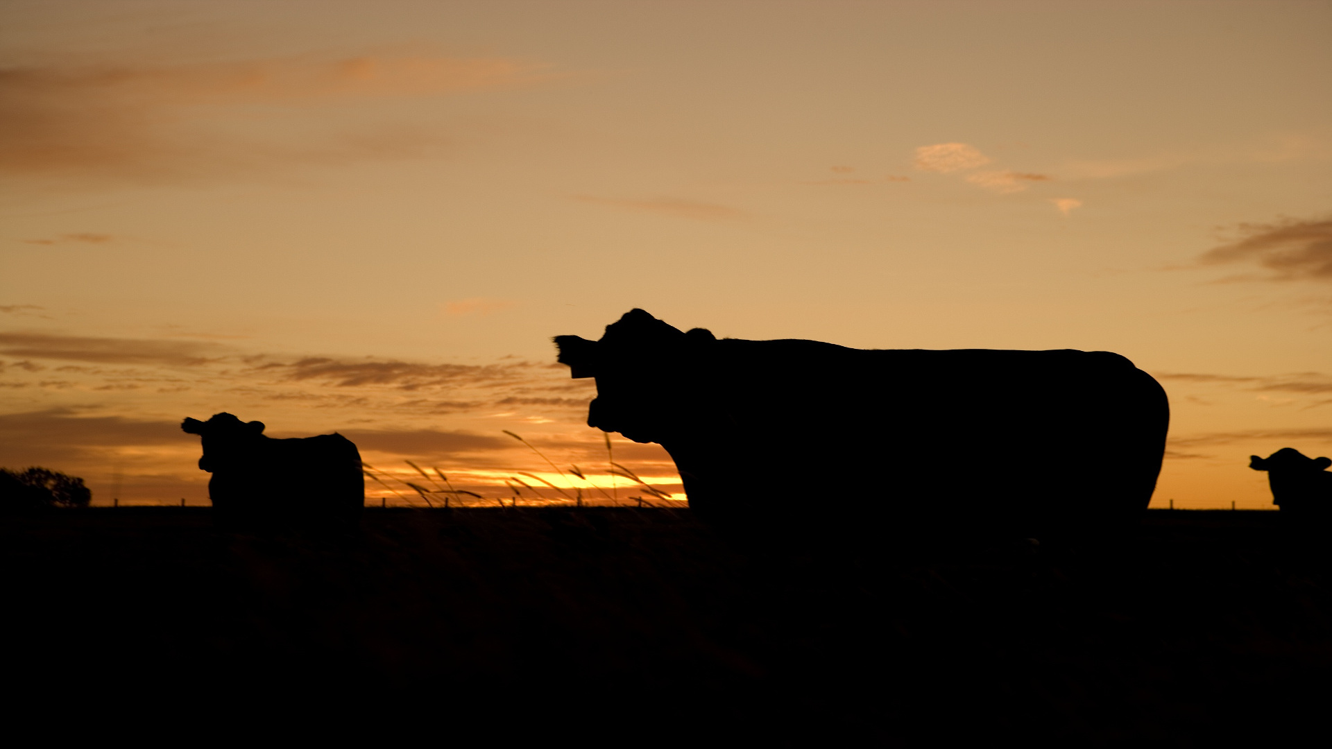 el 30 de las sanciones de la cadena alimentaria son para la industria láctea