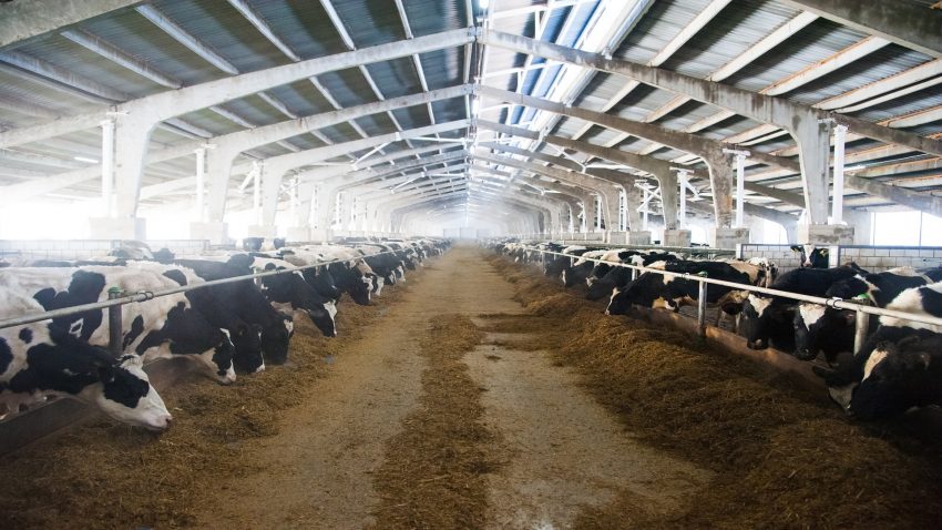 la dieta de las explotaciones lácteas Gallegas