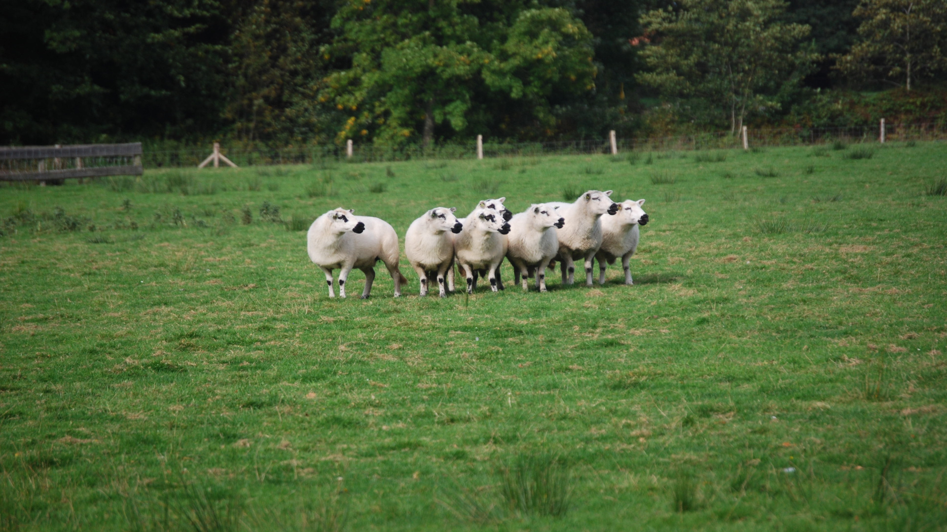 Este sábado hay una jornada sobre comercialización y cooperativismo de ovino y caprino.1920