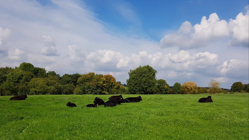 Por qué en producción de vacuno de carne Irlanda es una potencia mundial.1920