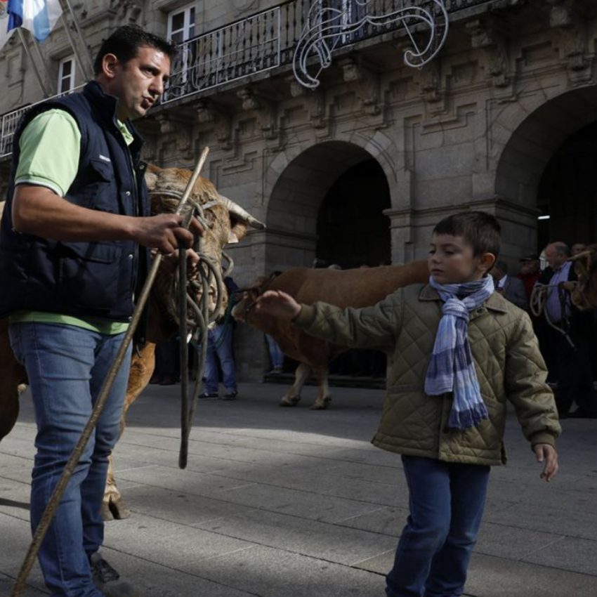 Desfile de ganado en San Froilán Agricultura
