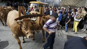 Desfile de ganado en San Froilán Agricultura