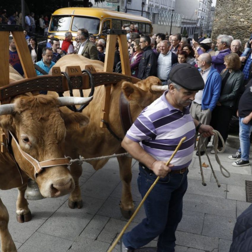 Desfile de ganado en San Froilán Agricultura