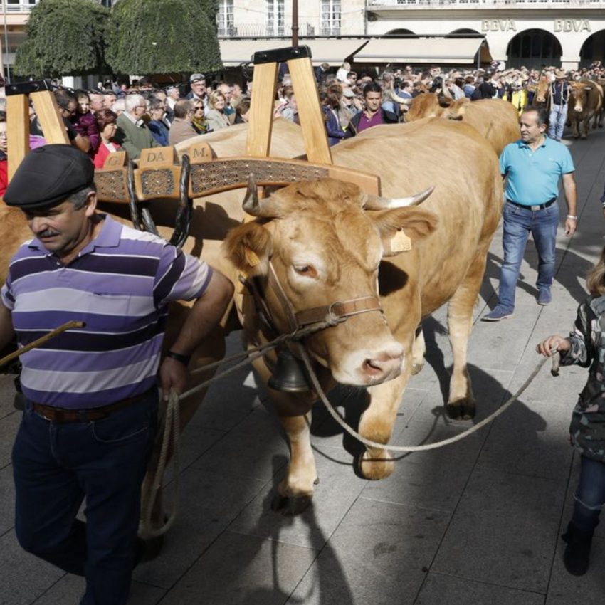 Desfile de ganado en San Froilán Agricultura