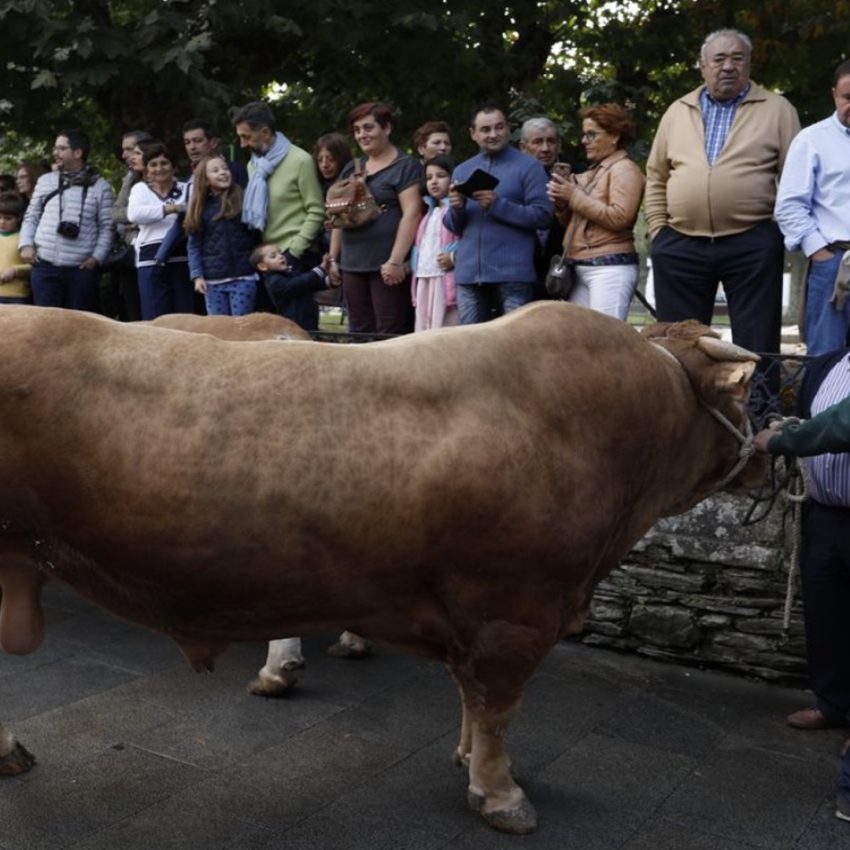 Desfile de ganado en San Froilán Agricultura