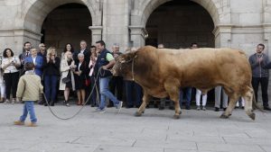 Desfile de ganado en San Froilán Agricultura
