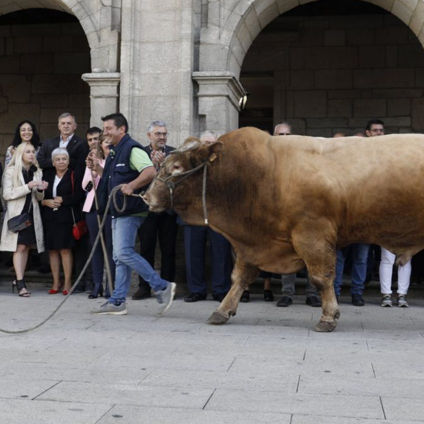 Desfile de ganado en San Froilán Agricultura