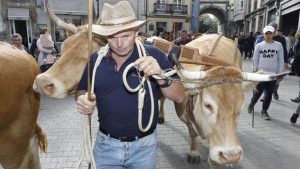 Desfile de ganado en San Froilán Agricultura