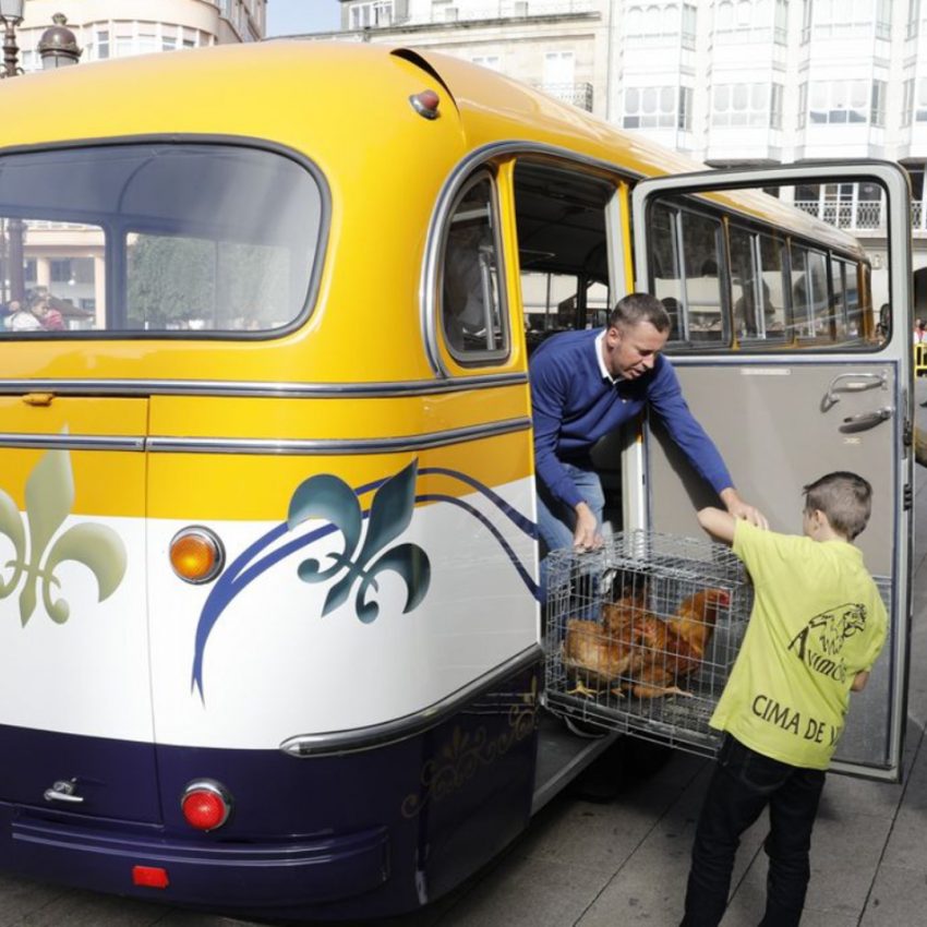Desfile de ganado en San Froilán Lugo Agricultura