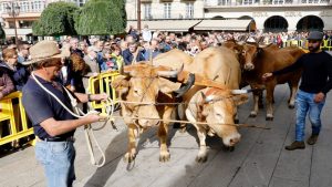 Desfile de ganado en San Froilán Lugo Agricultura