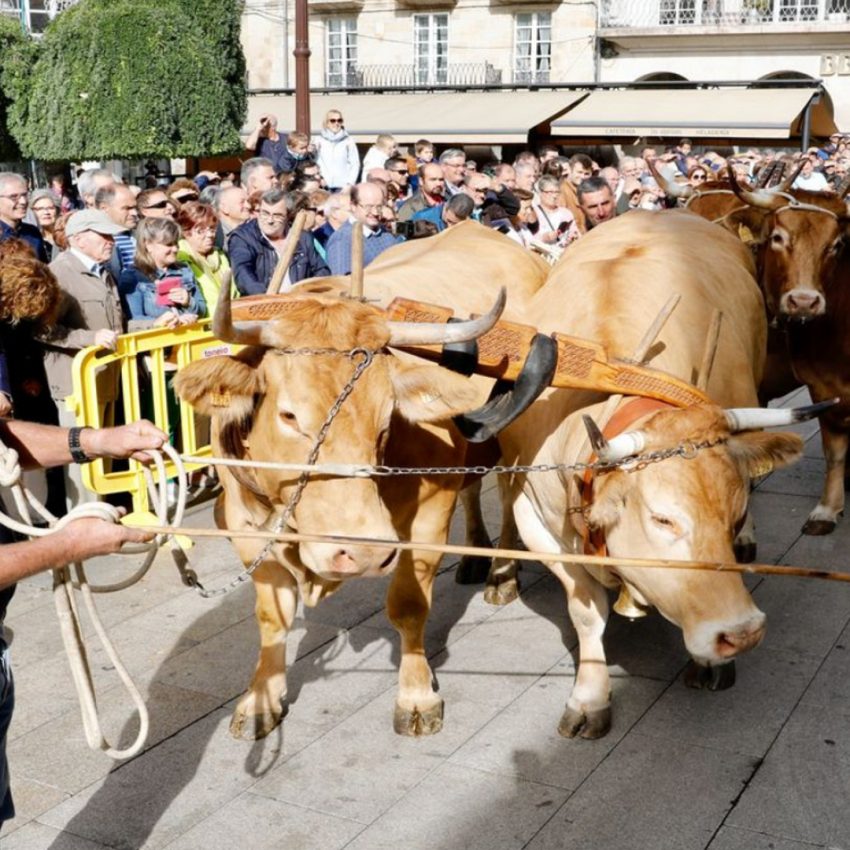 Desfile de ganado en San Froilán Lugo Agricultura