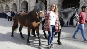 Desfile de ganado en San Froilán Lugo Agricultura