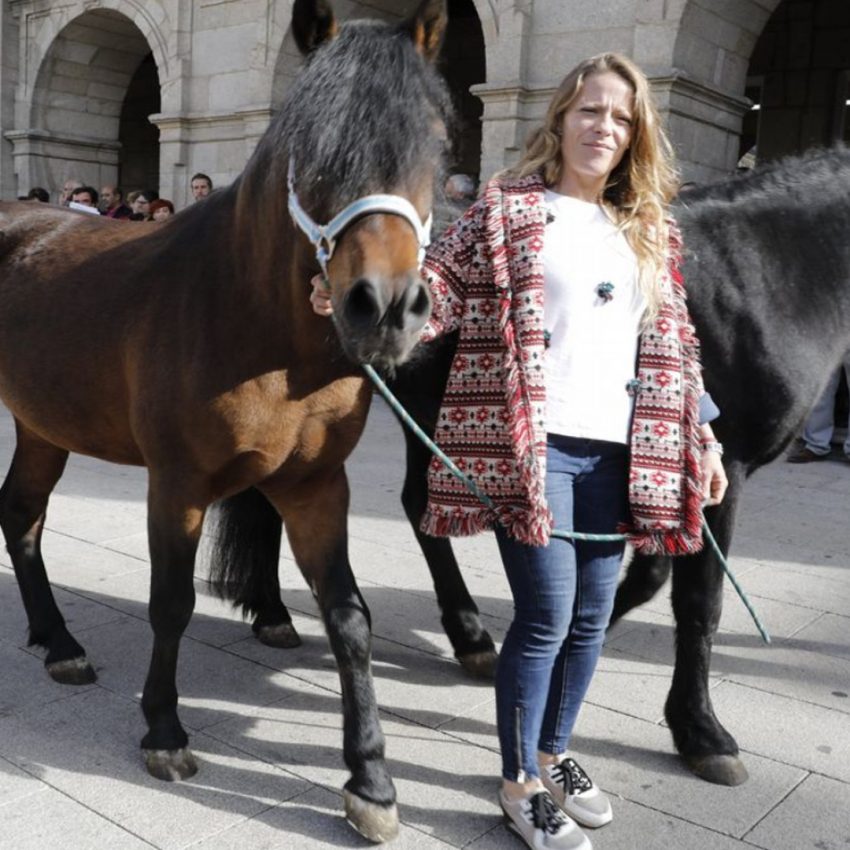 Desfile de ganado en San Froilán Lugo Agricultura