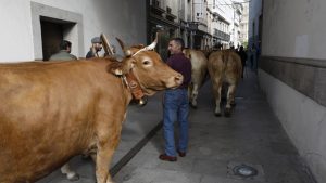 Desfile de ganado en San Froilán Lugo Agricultura
