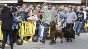 Desfile de ganado en San Froilán Lugo Agricultura