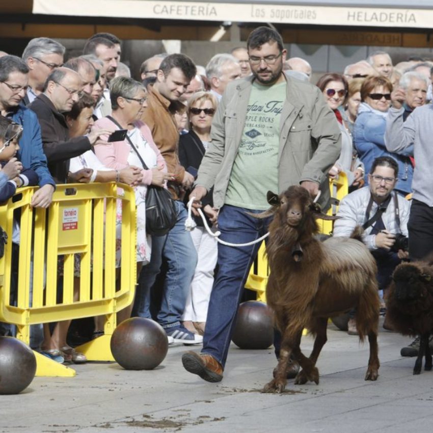 Desfile de ganado en San Froilán Lugo Agricultura