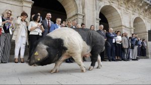 Desfile de ganado en San Froilán Lugo Agricultura