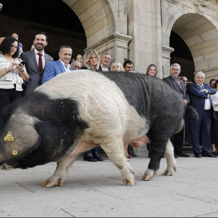 Desfile de ganado en San Froilán Lugo Agricultura