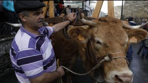 Desfile de ganado en San Froilán Lugo Agricultura