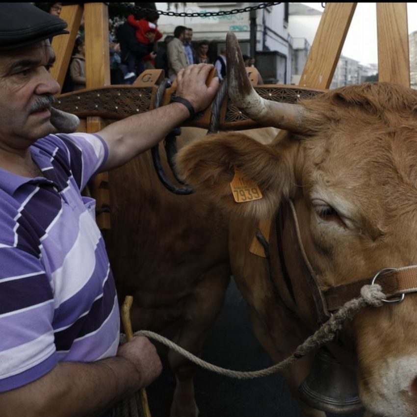 Desfile de ganado en San Froilán Lugo Agricultura