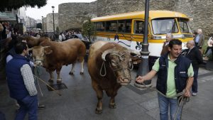 Desfile de ganado en San Froilán Lugo Agricultura