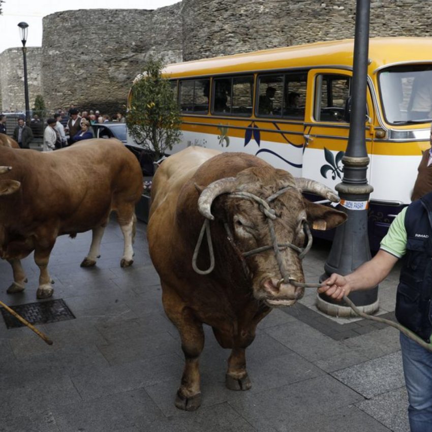 Desfile de ganado en San Froilán Lugo Agricultura