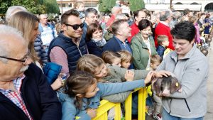 Desfile de ganado en San Froilán Lugo Agricultura