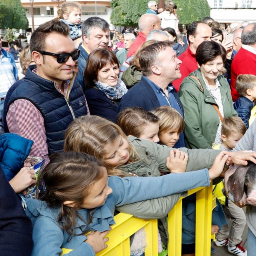Desfile de ganado en San Froilán Lugo Agricultura
