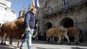 Desfile de ganado en San Froilán Lugo Agricultura