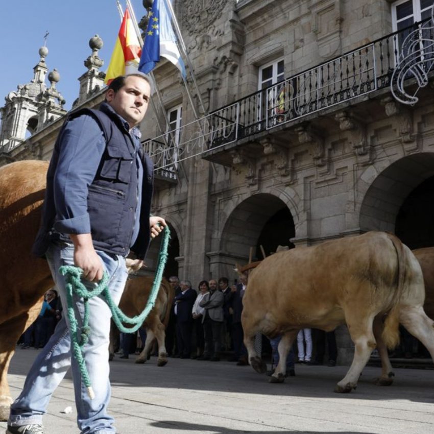 Desfile de ganado en San Froilán Lugo Agricultura