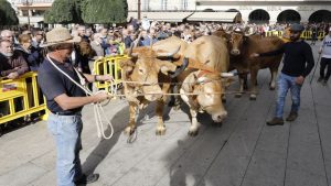 Desfile de ganado en San Froilán Lugo Agricultura