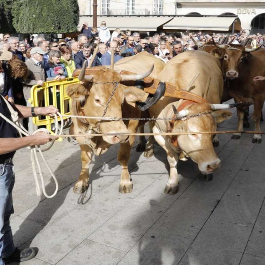 Desfile de ganado en San Froilán Lugo Agricultura