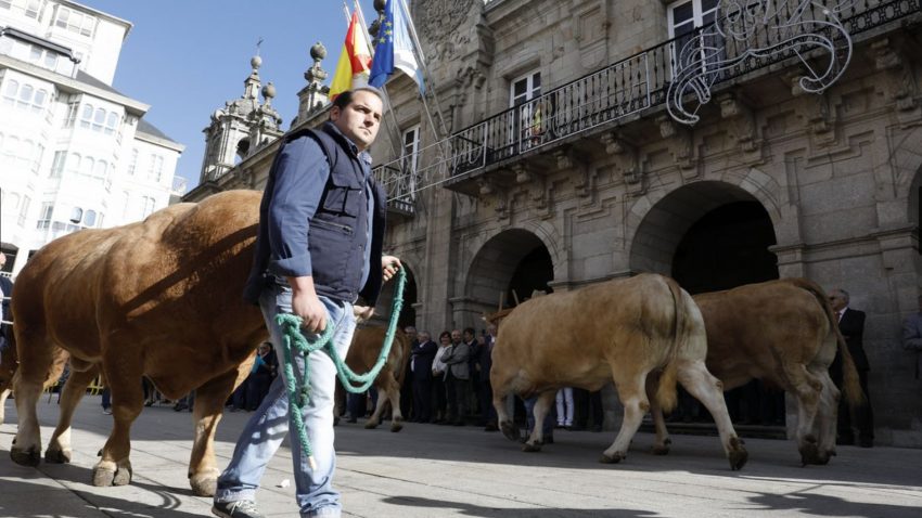 Desfile de ganado en San Froilán Lugo Agricultura