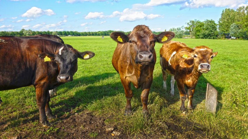 Medio Rural aprueba el 86 de las solicitudes de incorporacion y el 43 de los planes de mejora.1920