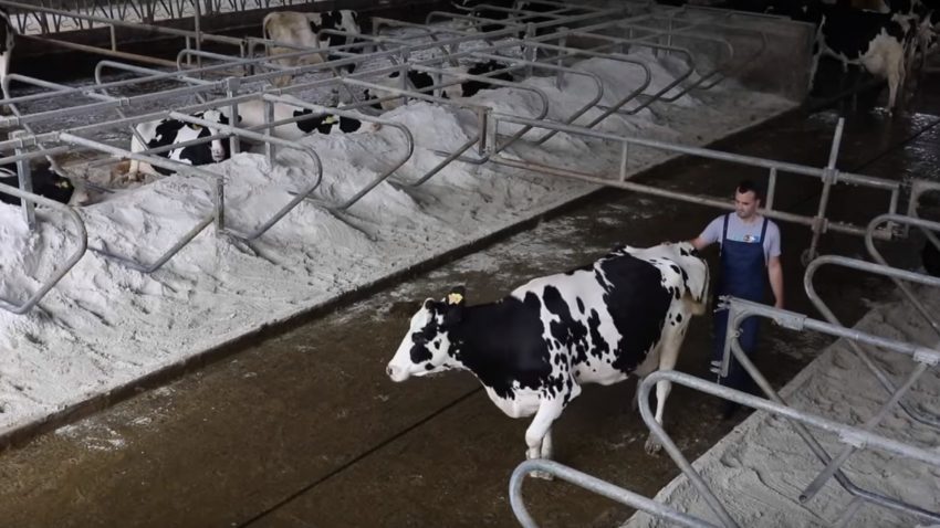 Amodiño o ritmo da vaca.1920