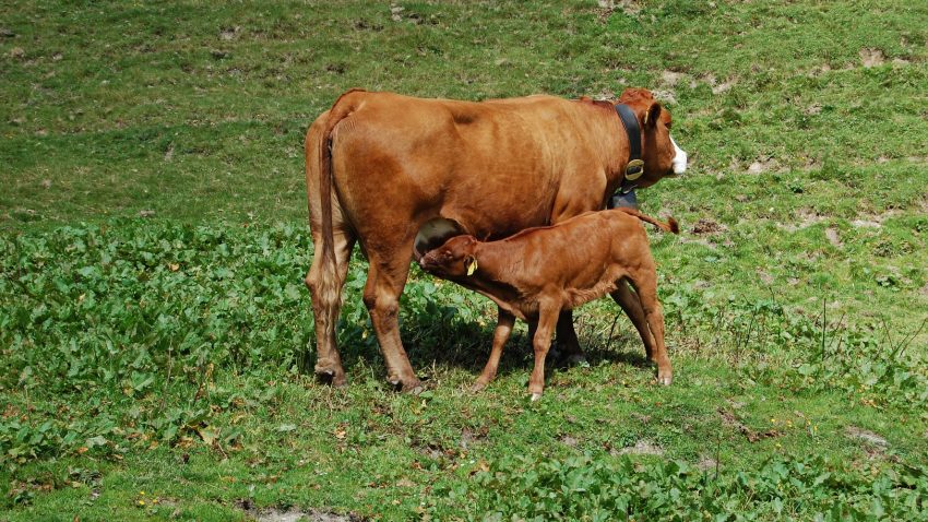 El parto de las vacas.1920