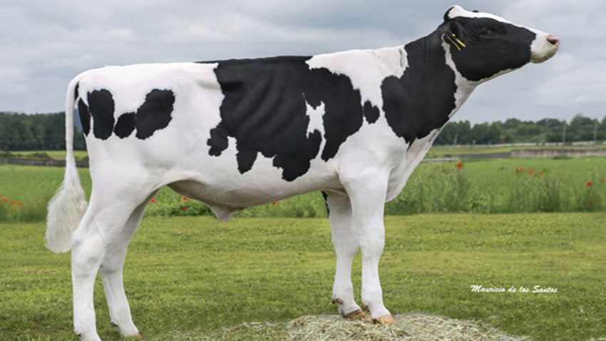 Un toro gallego se situa como el primero en el catalogo internacional de sementales.1920